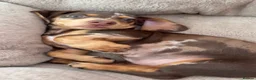 Miniature Dachshund dogs for sale: Beautiful miniature dachshund, dapple in Epsom - Advert 5
