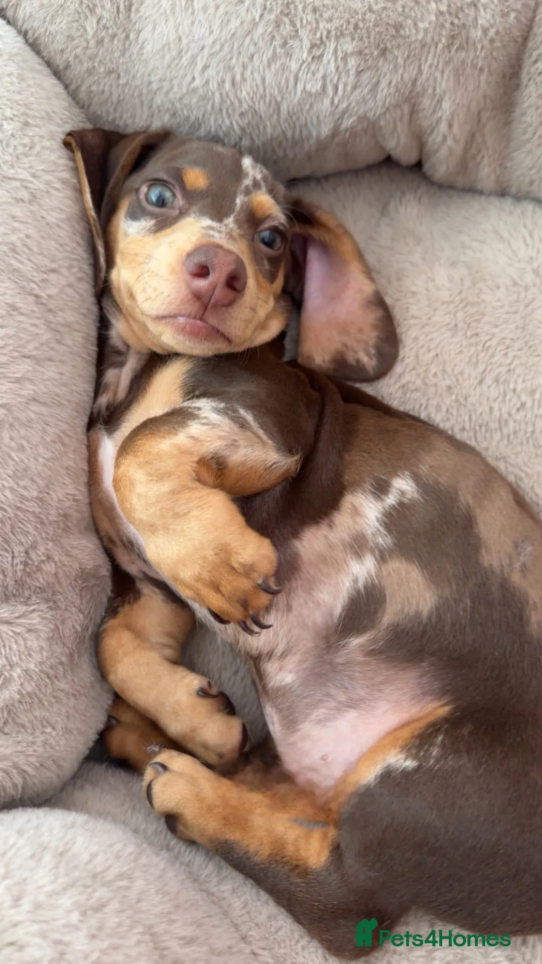 Miniature Dachshund dogs for sale: Beautiful miniature dachshund, dapple in Epsom - Advert 5