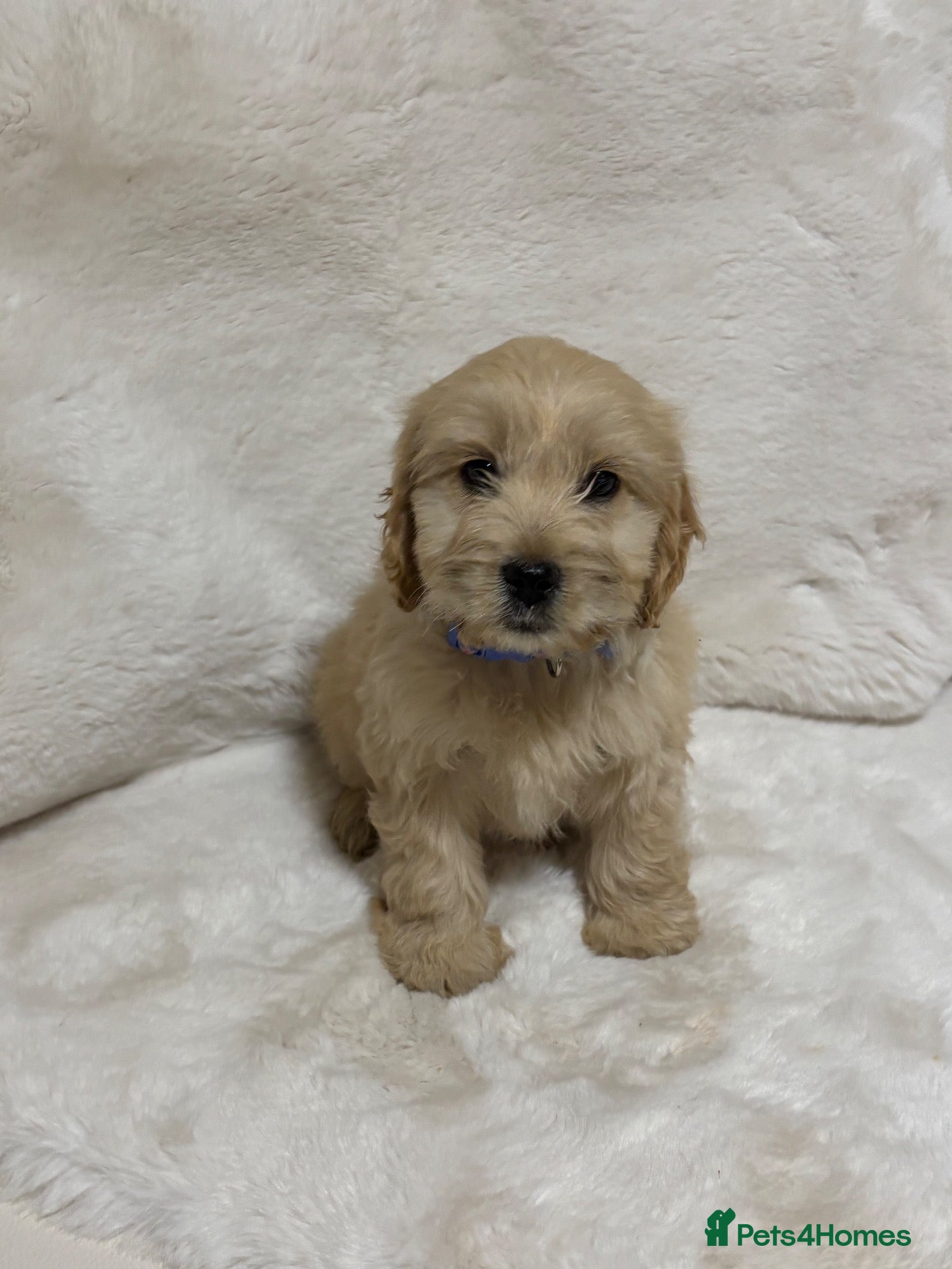 Cockapoo dogs F1 Golden cockapoo puppies  - Advert 16