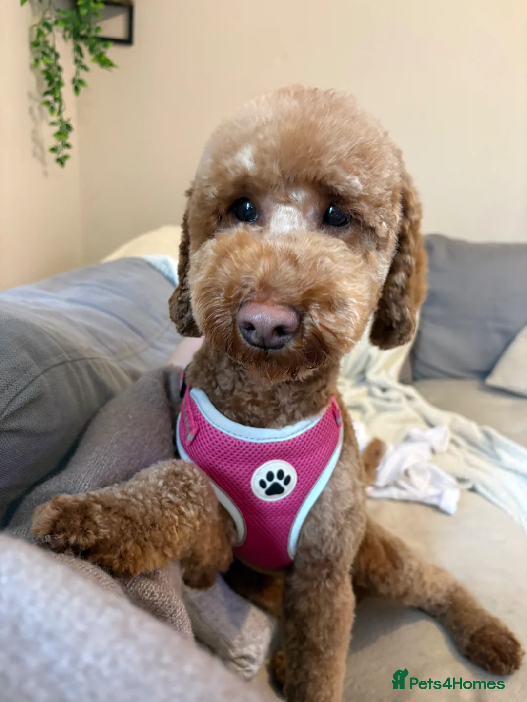 Mixed Breed dogs for sale: Double doodles  - Advert 1