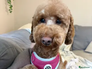 Mixed Breed dogs Double doodles - Advert 1