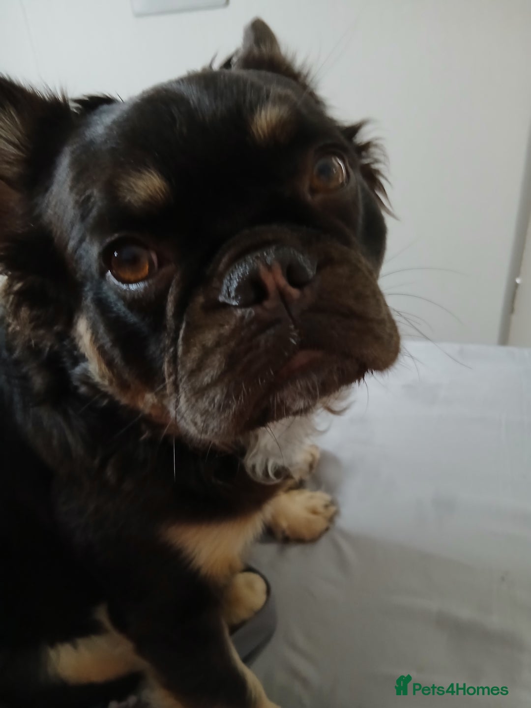French Bulldog dogs for sale: Ĺaya/sky - Image 1