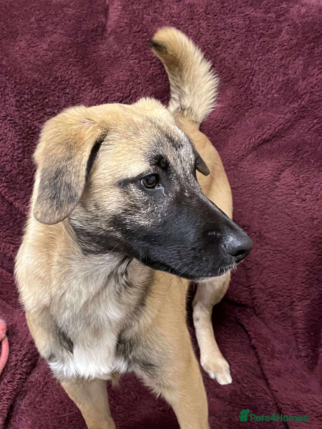 Mixed Breed dogs for adoption: MUFFIN - Advert 4