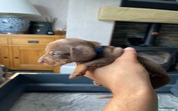 Miniature Dachshund dogs for sale: 🐾READY TO LEAVE NEXT WEEK🐾 - Image 9