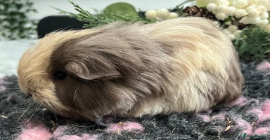 Guinea Pig rodents - Advert 1