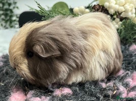 Guinea Pig rodents - Advert 5