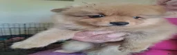 Pomeranian dogs for sale: Stunning pomeranian - Advert 15