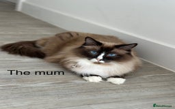 Ragdoll cats for sale: 4 kittens looking for new family  - Image 18
