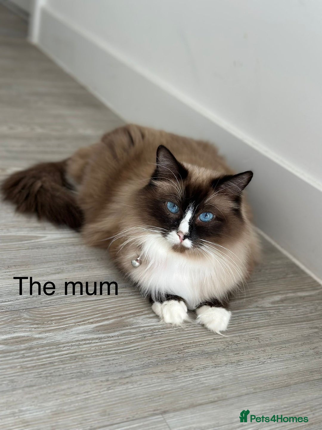Ragdoll cats for sale: 4 kittens looking for new family  - Image 18