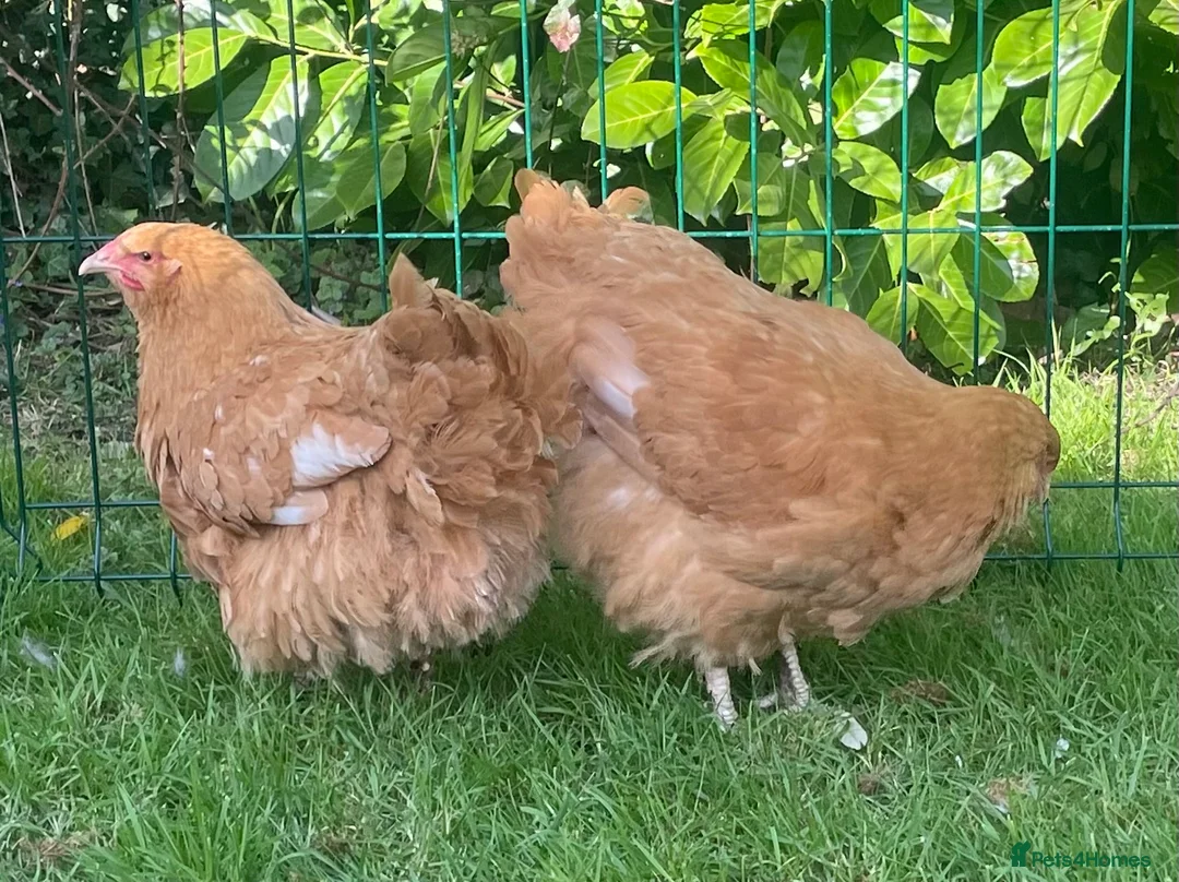 Chickens poultry for sale: Buff Orpington  - Advert 3