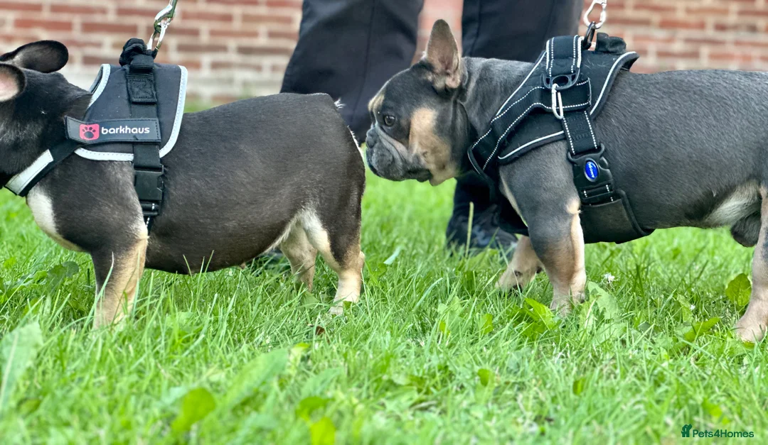 French Bulldog dogs for stud: Hector Starfex in Leigh - Advert 19