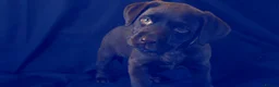 Labrador Retriever dogs for sale: Chocolate Labrador in Glasgow - Advert 8