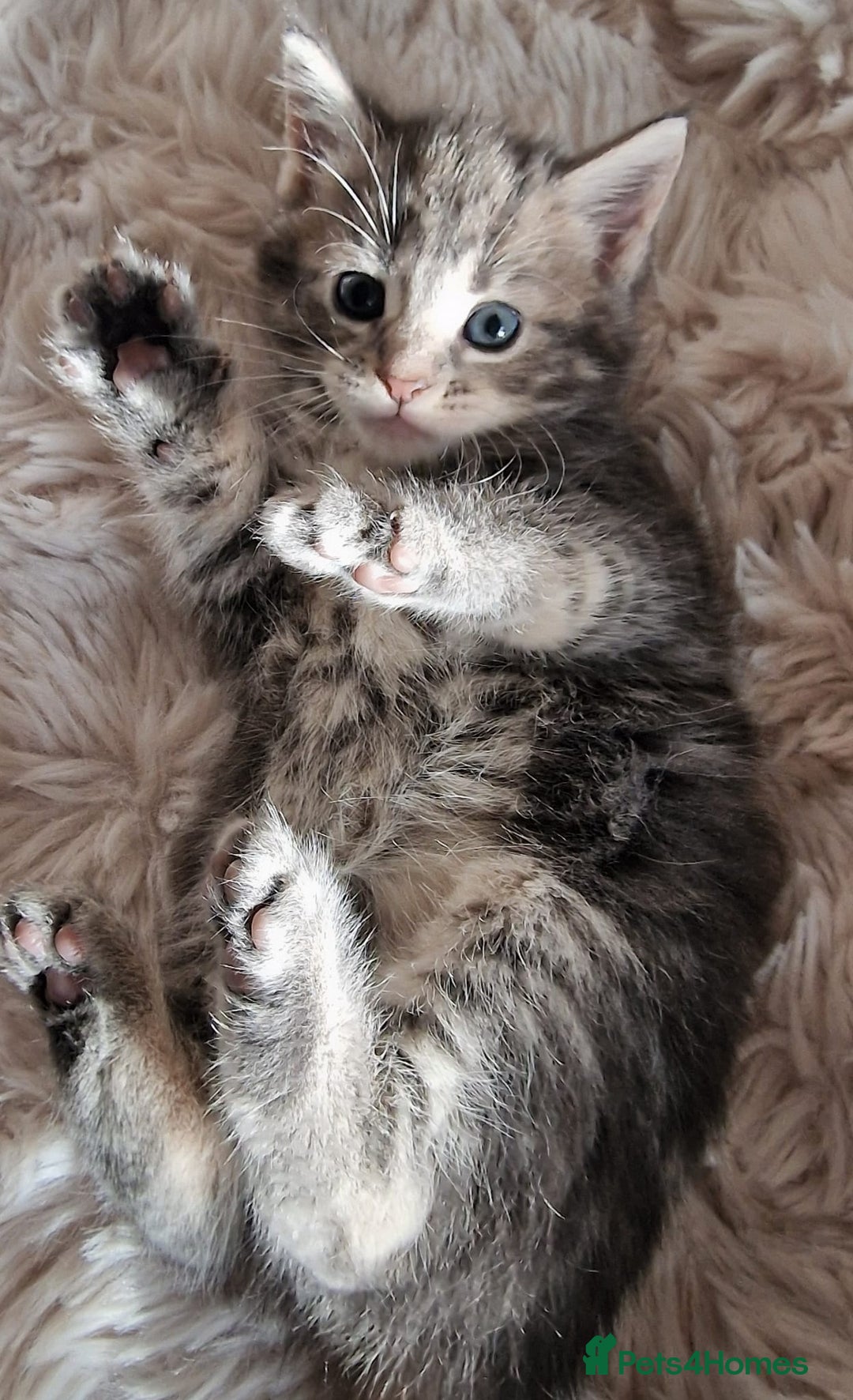 Maine Coon cats for sale: MAINE COONE KITTENS POLYDACTYL&NON POLYDACTYL   - Advert 13