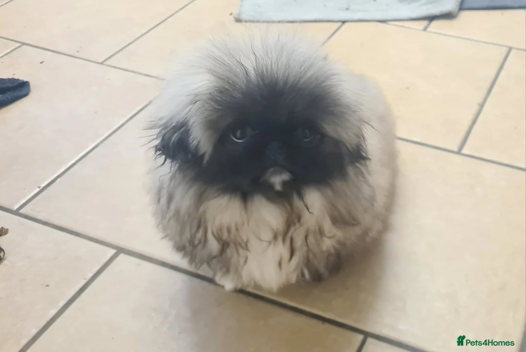 Pekingese dogs for sale: Pekingese puppys (Champion Bloodlines) - Advert 19