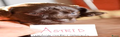 Cocker Spaniel Astrid