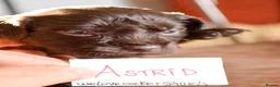 Cocker Spaniel dogs for sale: ✨ READY NOW Astrid KC Reg Cocker Spaniel ✨ - Advert 5