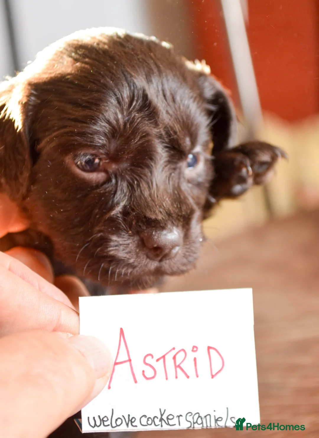 Cocker Spaniel dogs for sale: ✨ READY NOW Astrid KC Reg Cocker Spaniel ✨ - Advert 5