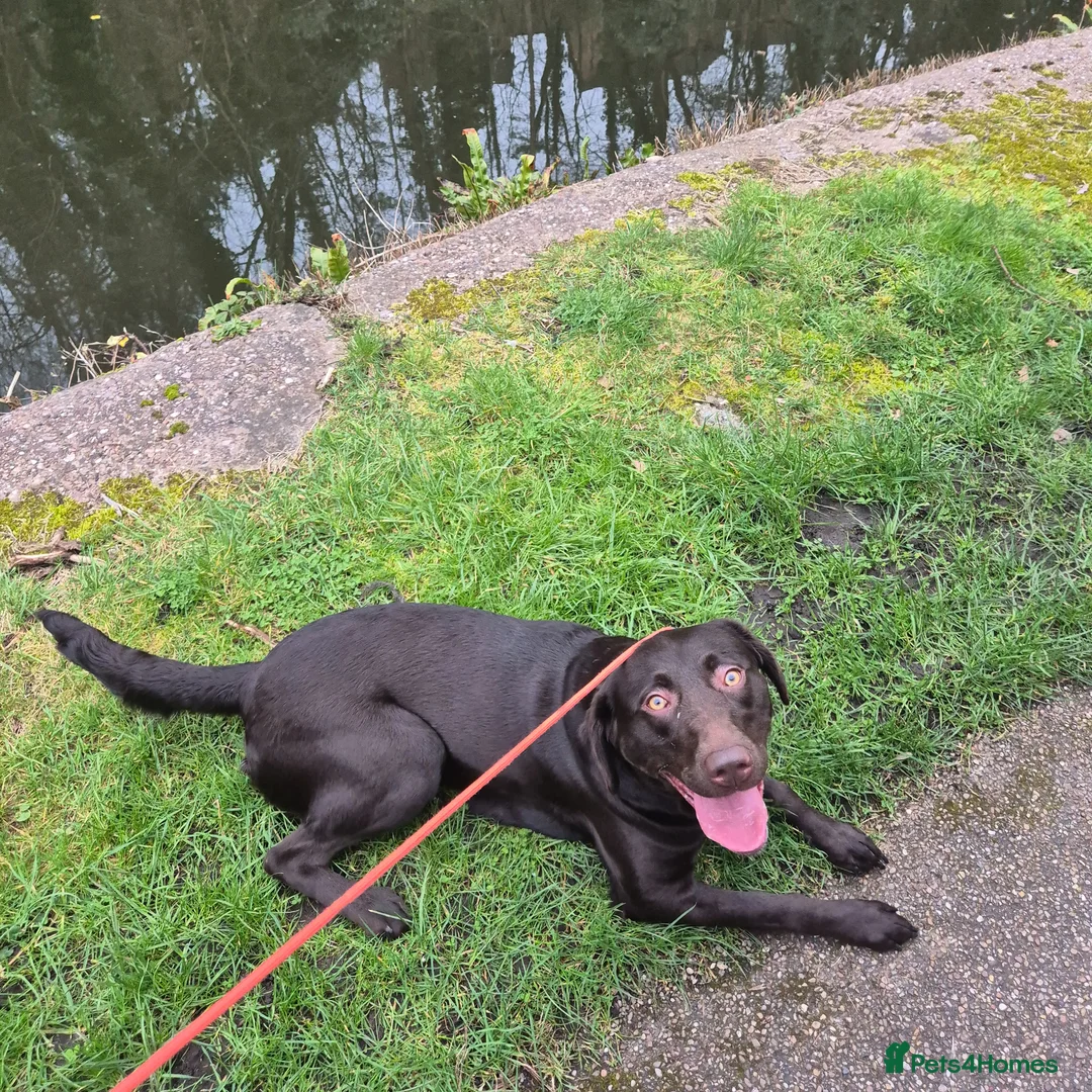 Labrador Retriever dogs for sale: Pregnancy confirmation- kc registered labradors  - Advert 2