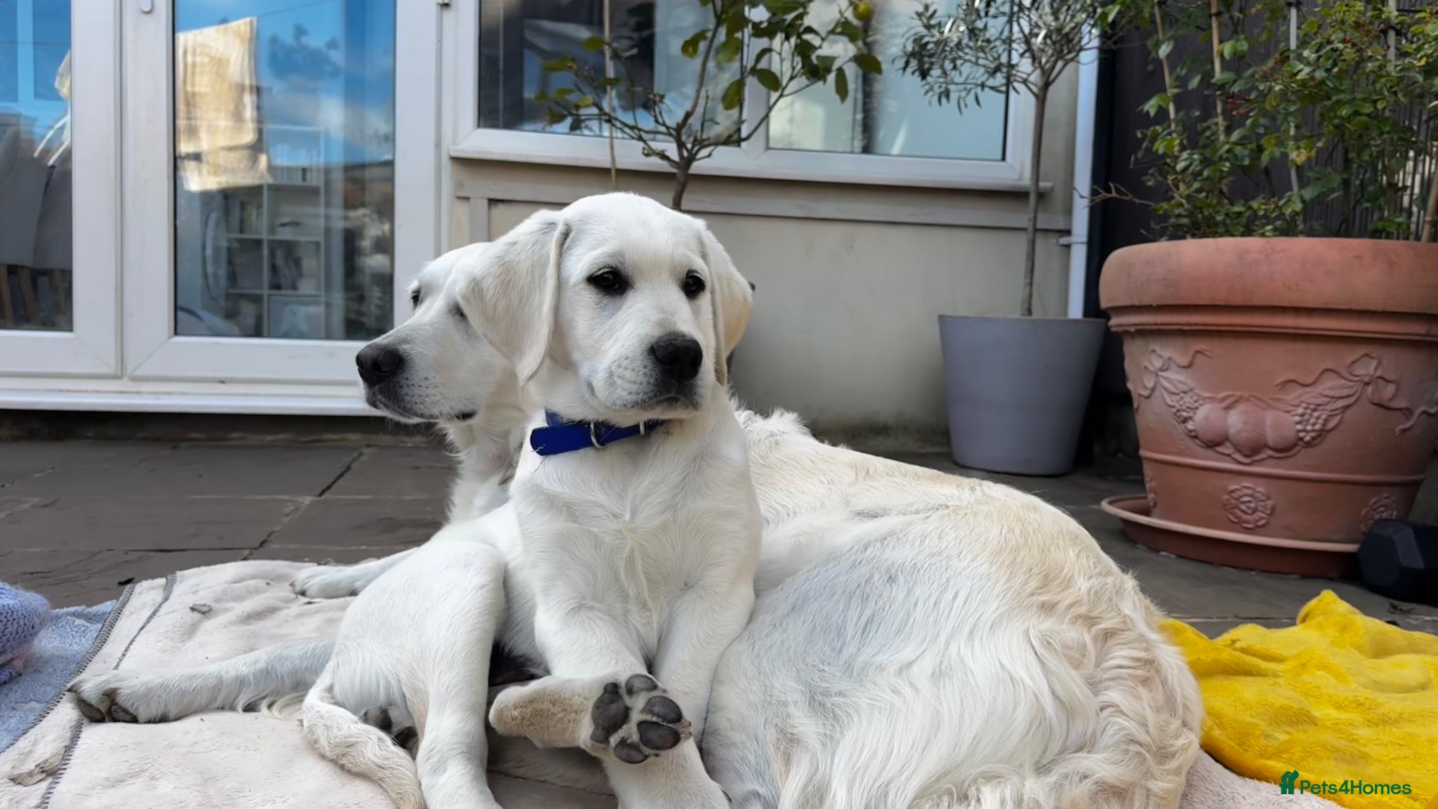 Goldador dogs Adorable White Golden Retriever x Labrador Pups  - Advert 19