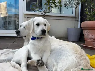 Goldador dogs Adorable White Golden Retriever x Labrador Pups - Advert 19