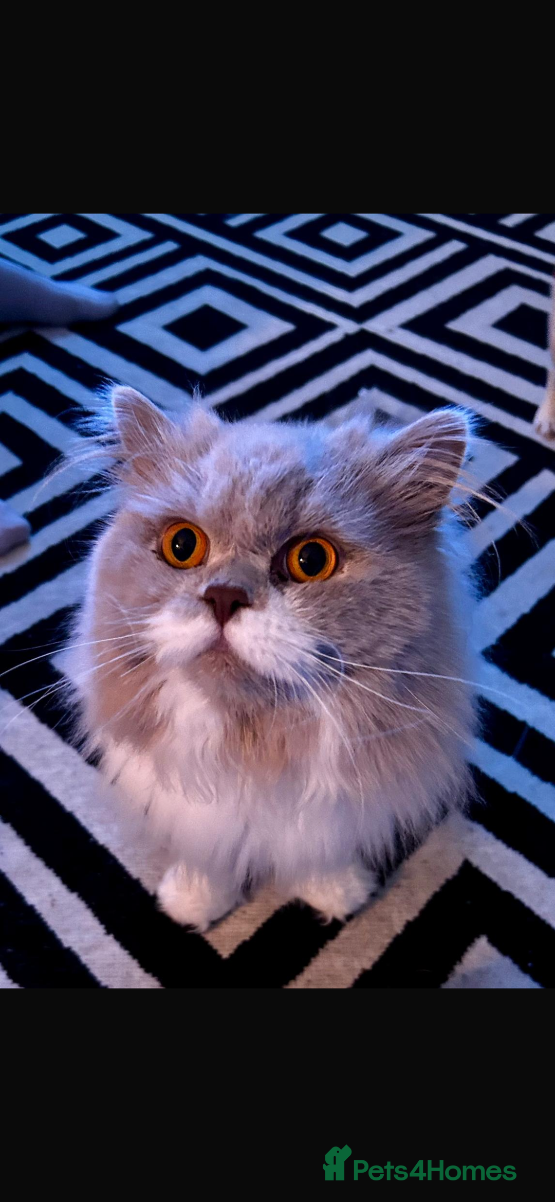 British Longhair cats for sale: Reluctant sale of our British Longhair boy - Advert 1