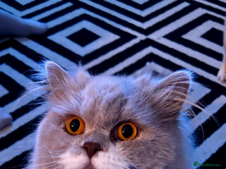 British Longhair cats Reluctant sale of our British Longhair boy - Advert 1