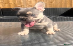 French Bulldog dogs for sale: French bulldog puppies  - Image 7