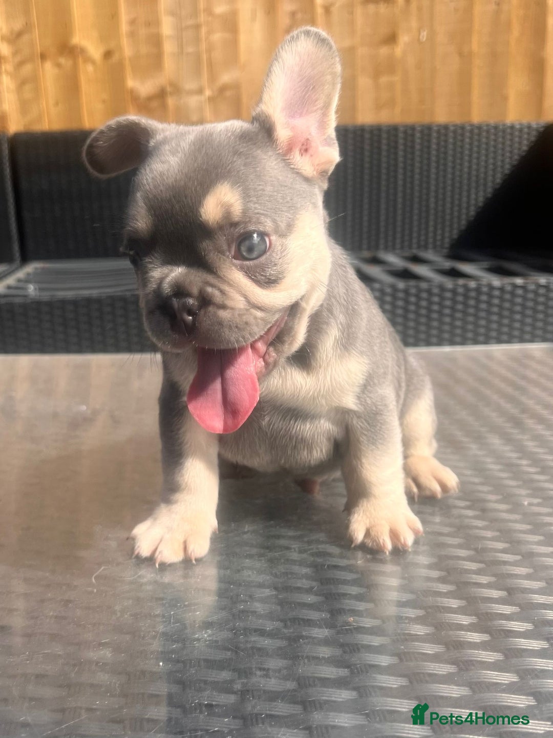 French Bulldog dogs for sale: French bulldog puppies  - Image 7