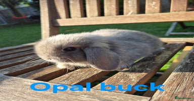 Mini Lop rabbits - Advert 4