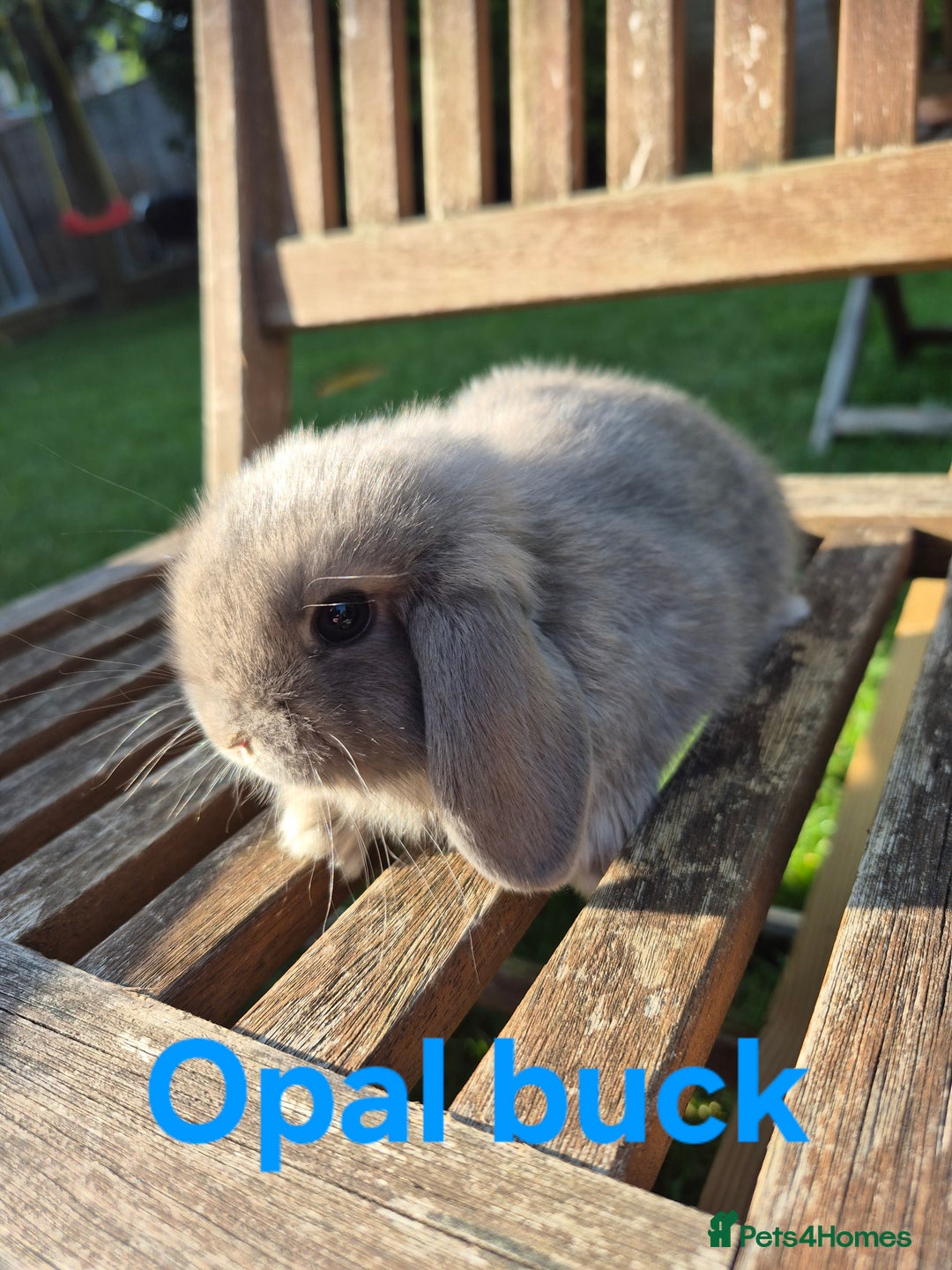 Mini Lop rabbits for sale: Mini lop babies  - Image 3