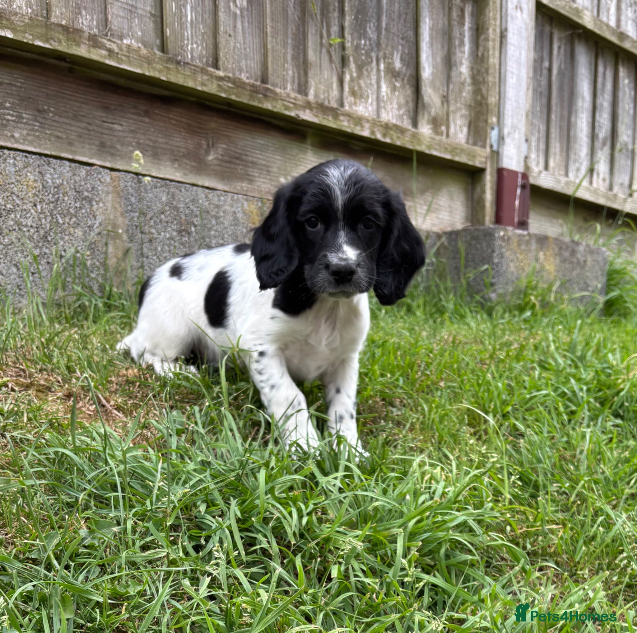 Sprocker dogs Sprocker x Spaniel Puppies - Advert 1