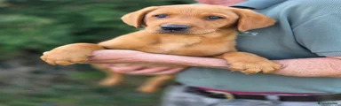 Labrador Retriever 4