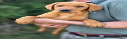 Labrador Retriever dogs for sale: Beautiful yellow/fox red pups with strong heads - Advert 6