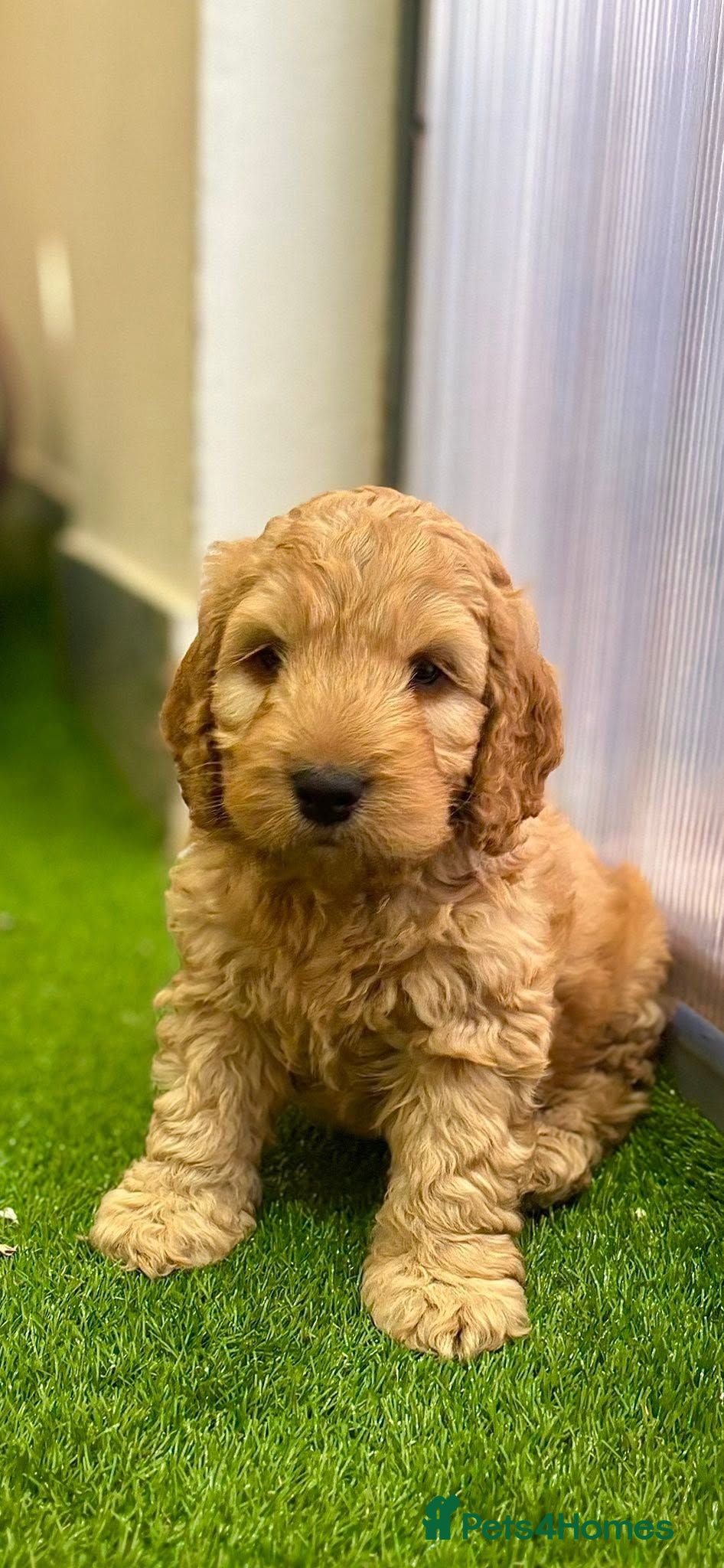 Cockapoo dogs   Teddy Bear Cockapoos Ready - Advert 16