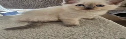 Ragdoll cats for sale: Beautiful Ragdoll kittens, full pedigree  - Advert 3