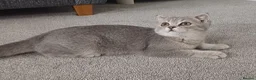 Scottish Fold cats for sale: Affectionate Lovable Scottish Babies - Advert 1
