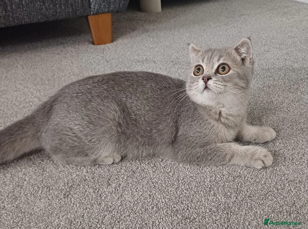 Scottish Fold cats for sale: Affectionate Lovable Scottish Babies - Advert 1