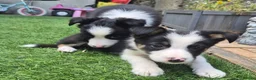 Border Collie dogs for sale: PURE-BRED BORDER COLLIE PUPS  - Advert 1