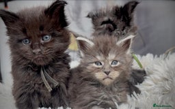 Maine Coon cats for sale: Black smoke pedigree Maine Coon in Kettering - Image 9