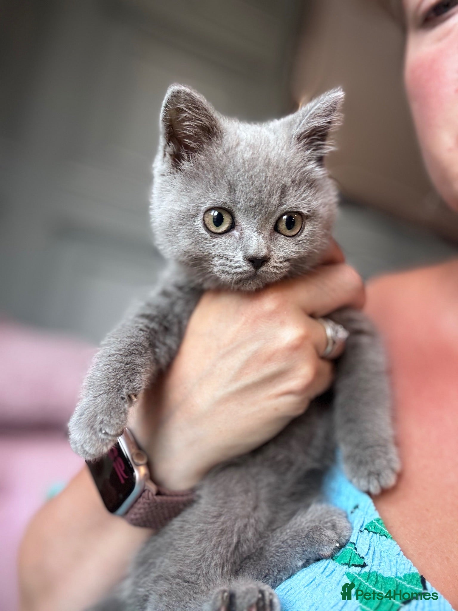 British Shorthair cats stunning affectionate Kittens available - Advert 1