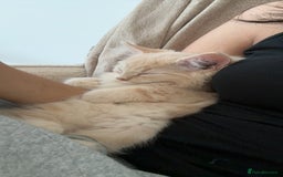 Ragdoll cats for sale: ragdoll cross boy for sale - Image 3