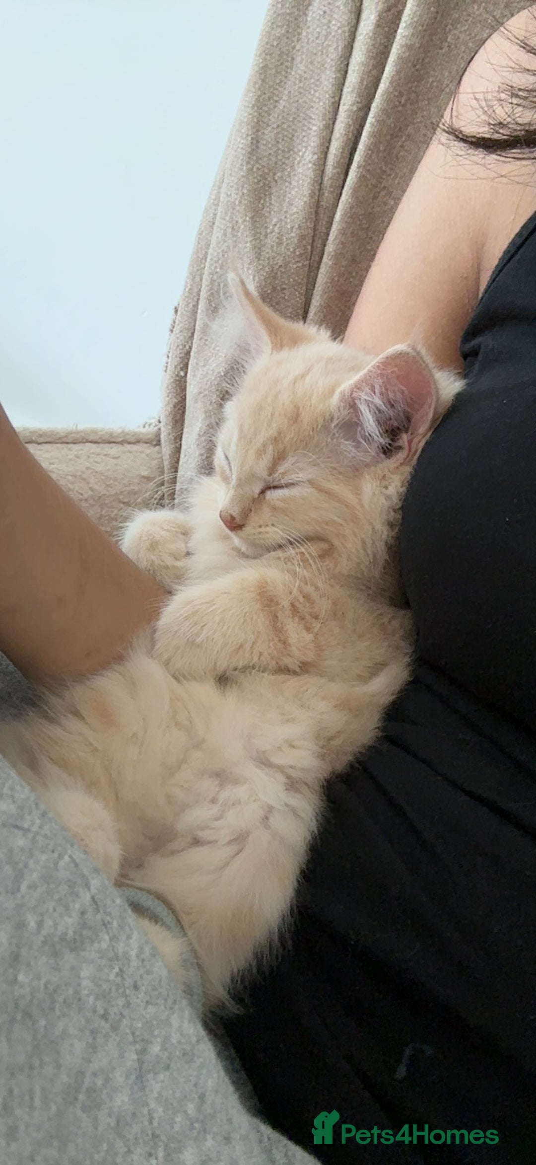 Ragdoll cats for sale: ragdoll cross boy for sale - Image 3
