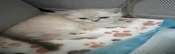 Scottish Fold cats for sale: Scottish Fold & straight Kittens PRICE -NEGOTIABLE - Advert 23