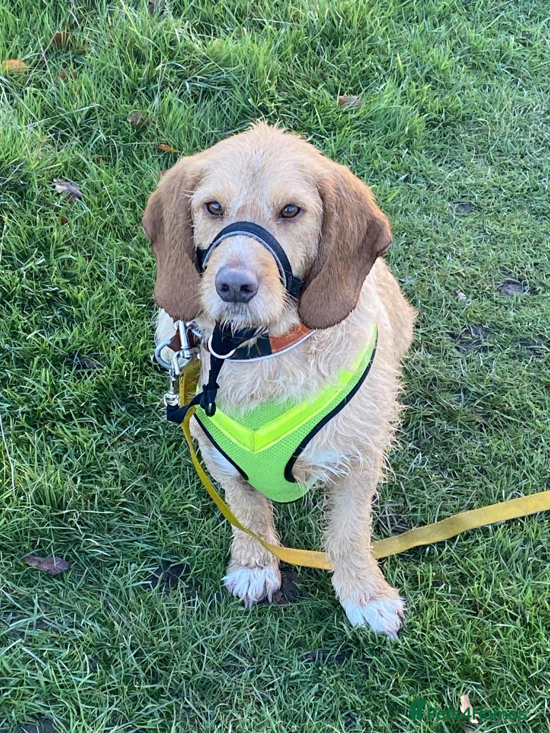 Basset Fauve De Bretagne dogs for adoption: Handsome Howie looking for adoption - Advert 5
