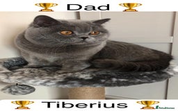 British Shorthair cats for sale: 💙GCCF MALE BSH KITTENS OUTSTANDING CHAMPION LINES - Image 19