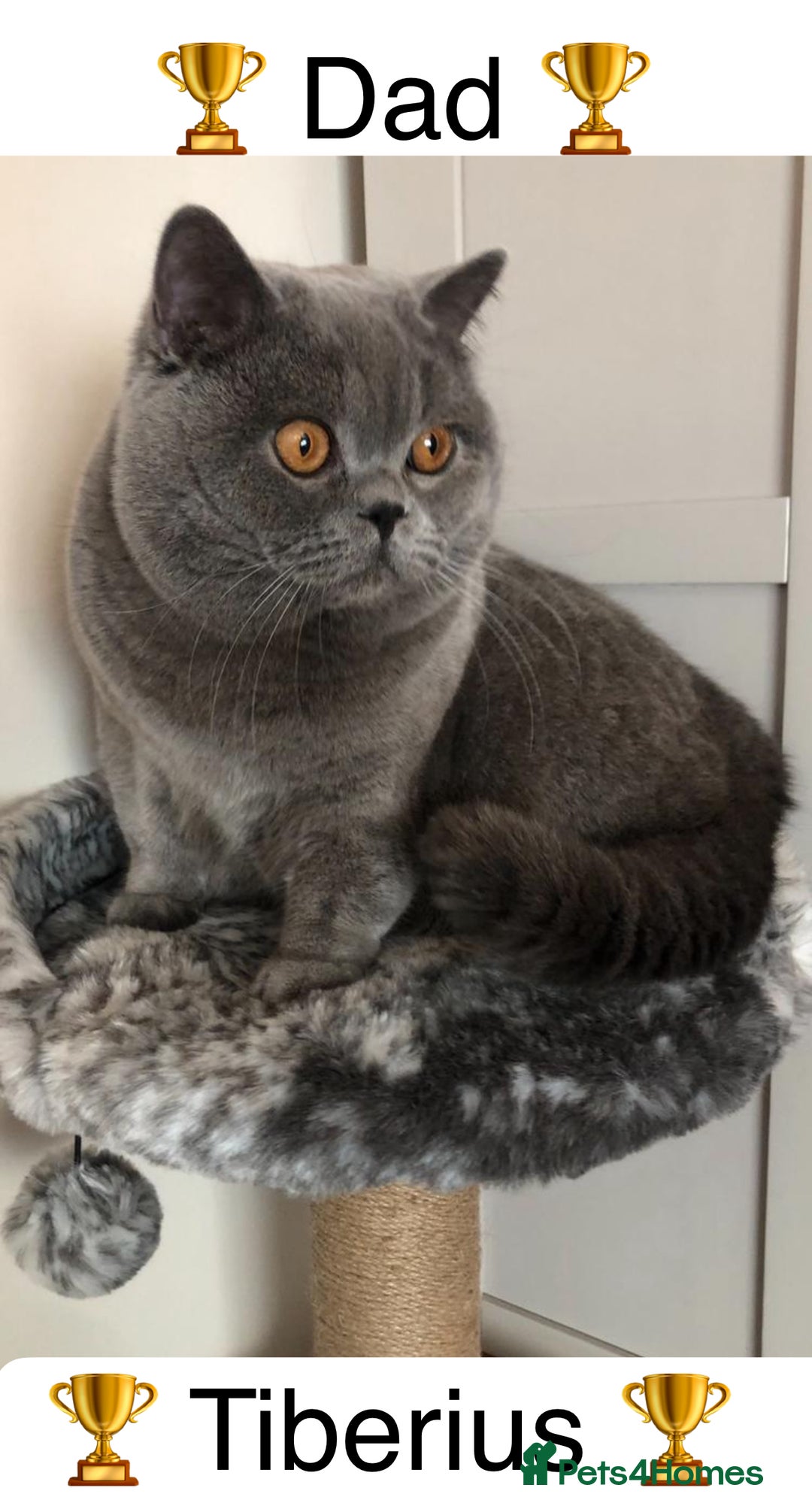 British Shorthair cats for sale: 💙GCCF MALE BSH KITTENS OUTSTANDING CHAMPION LINES - Image 19