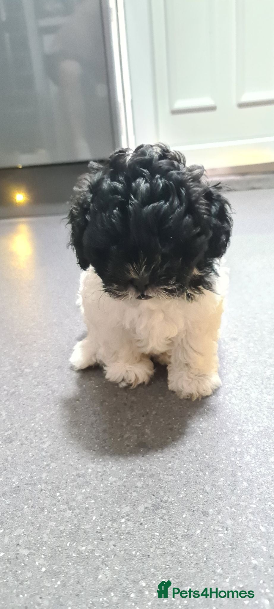 Shihpoo dogs Last girl available 😍 Stunning shihpoo puppies - Advert 13