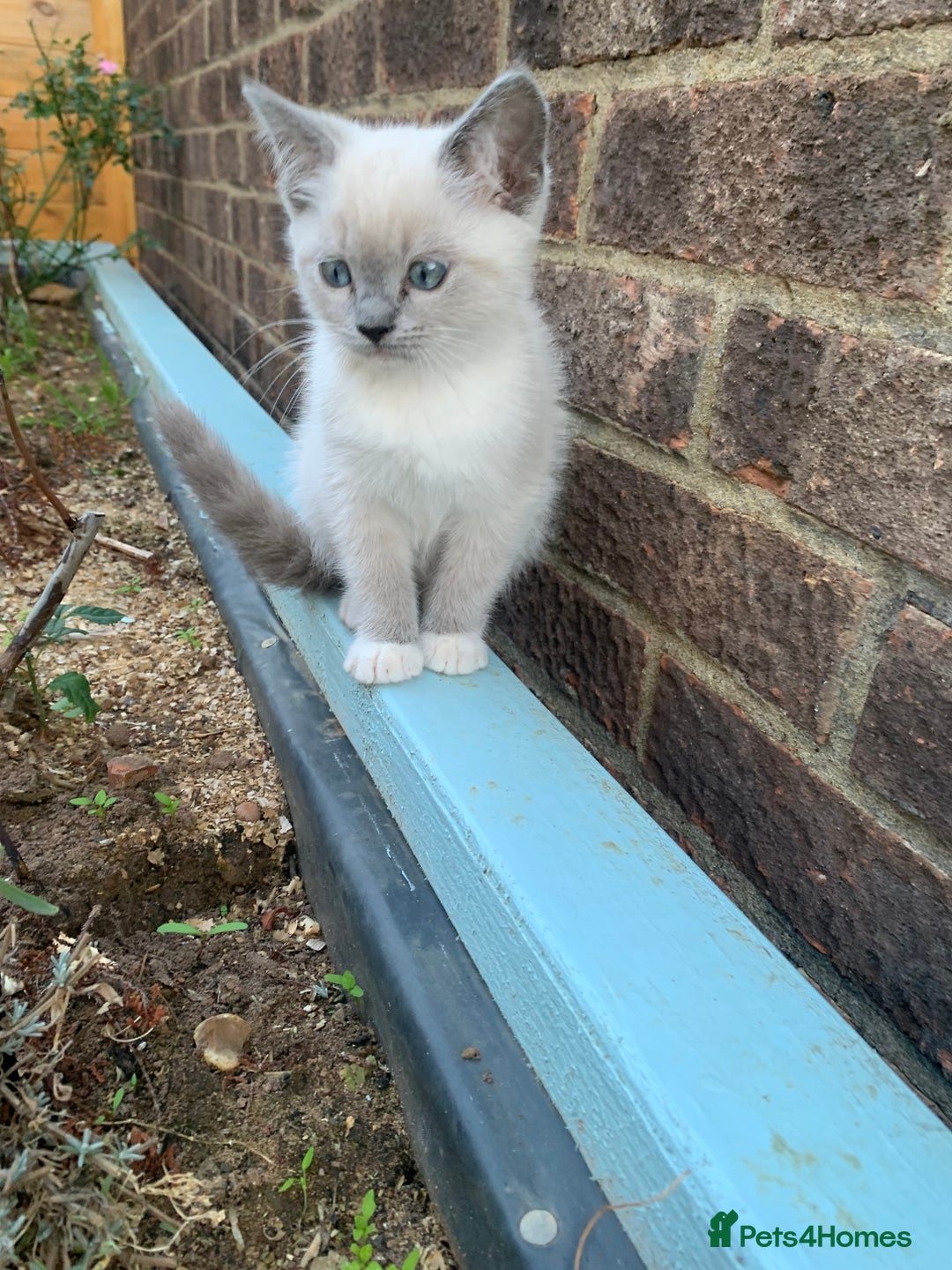 Ragdoll cats for sale: Half breed Ragdoll female kitten available  - Image 10