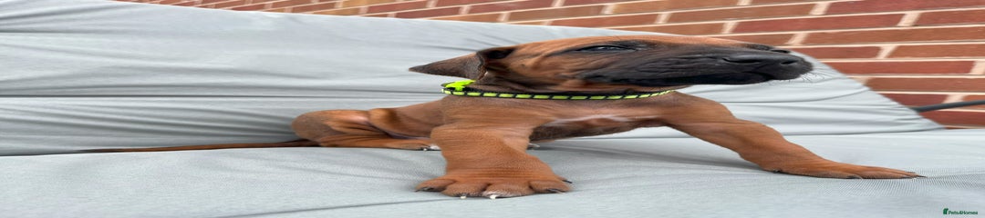 Rhodesian Ridgeback Puppy 10 Black & Green