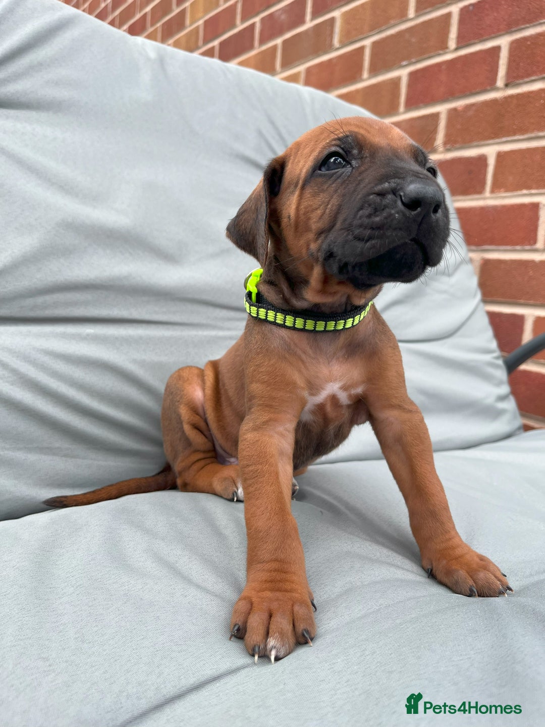 Rhodesian Ridgeback dogs for sale: Ridgeback: Chunky, Large Paws and Full Ridges  in Buckley - Image 34